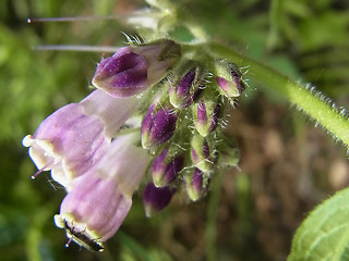 Symphytum officinale