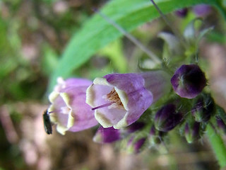 Symphytum officinale