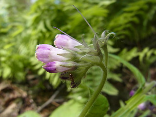 Symphytum officinale