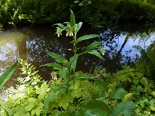 Symphytum officinale