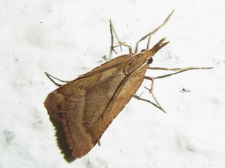 Synaphe punctalis