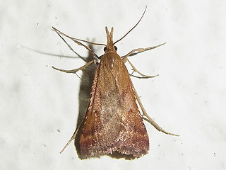 Synaphe punctalis