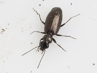 Syntomus foveatus