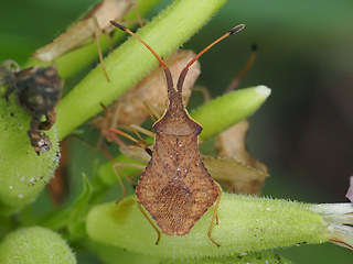 Syromastus rhombeus