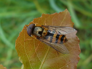 Syrphus ribesii