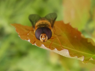 Syrphus ribesii