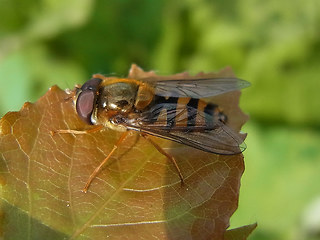 Syrphus ribesii