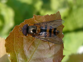 Syrphus ribesii