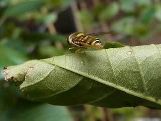 Syrphus ribesii