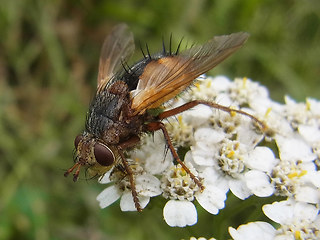 Tachina fera