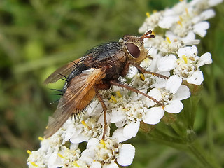 Tachina fera