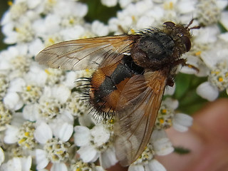 Tachina fera