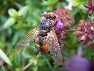 Tachina fera