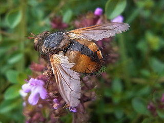 Tachina fera