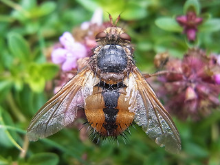 Tachina fera