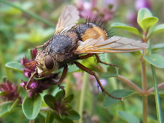 Tachina fera