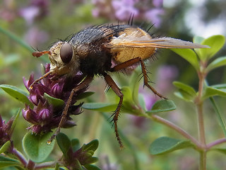 Tachina fera