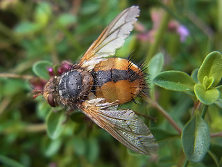 Tachina fera