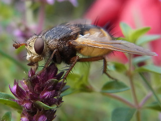 Tachina fera