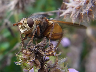 Tachina fera