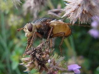 Tachina fera