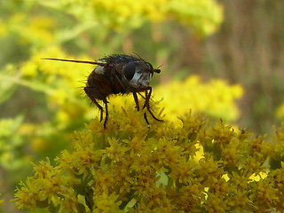 Tachina magnicornis