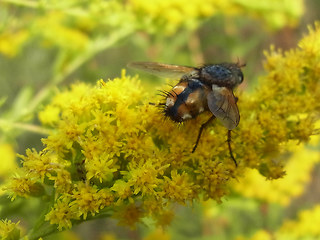 Tachina magnicornis