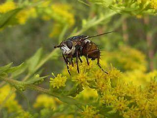 Tachina magnicornis