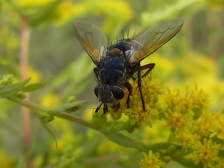 Tachina magnicornis