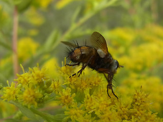 Tachina magnicornis