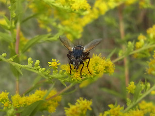 Tachina magnicornis