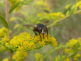 Tachina magnicornis