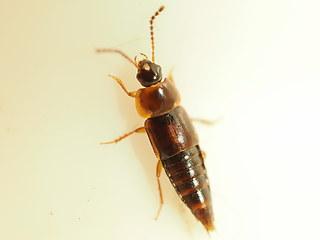 Tachinus corticinus