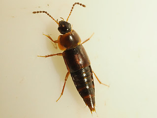 Tachinus corticinus