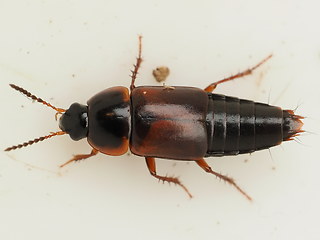 Tachinus humeralis