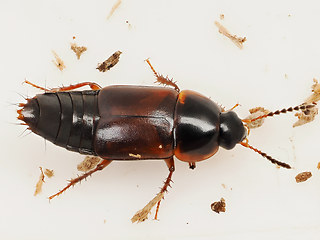 Tachinus humeralis