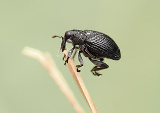 Tachyerges stigma
