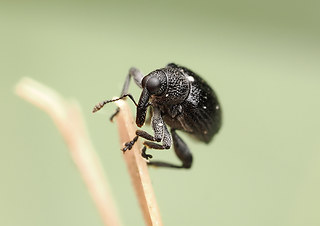 Tachyerges stigma