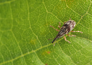 taeniapion urticarium