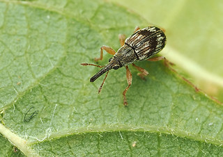 taeniapion urticarium