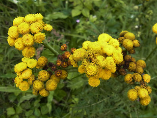 Tanacetum vulgare