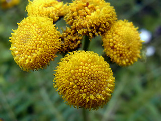 Tanacetum vulgare