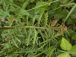 Tanacetum vulgare