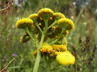 Tanacetum vulgare