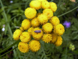 Tanacetum vulgare