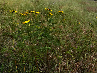 Tanacetum vulgare