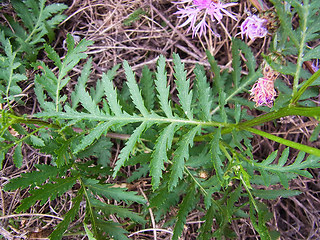 Tanacetum vulgare