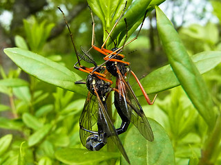 Tanyptera atrata