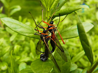 Tanyptera atrata