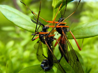 Tanyptera atrata